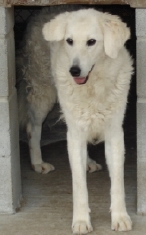 Abbie