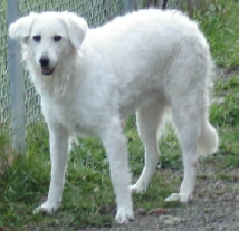 Abbie2